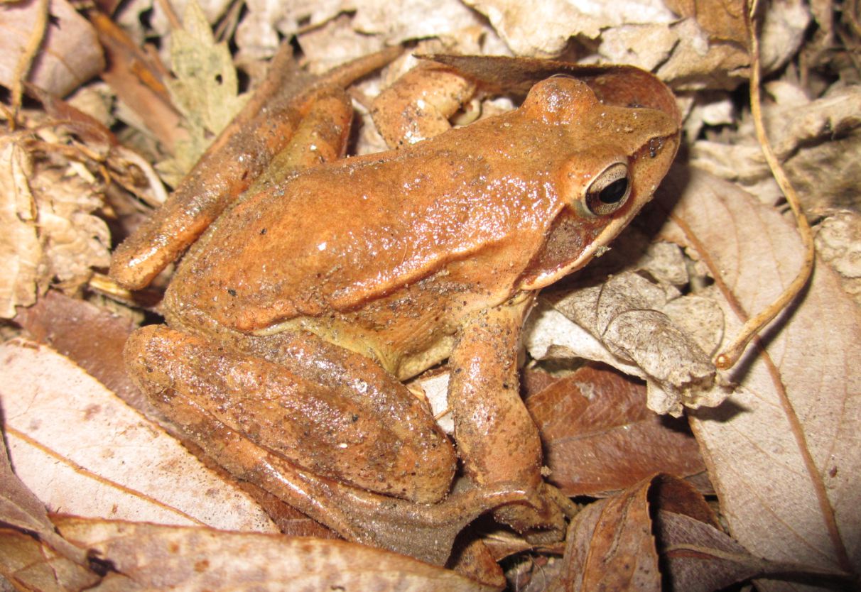 rana rossa da identificare - Rana dalmatina